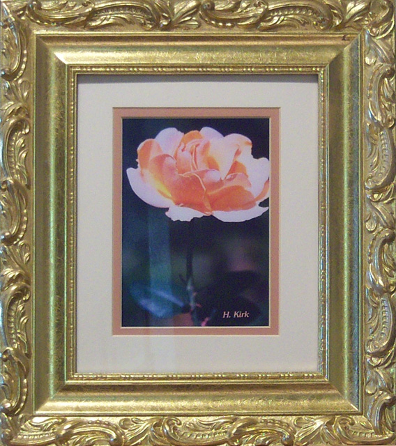 Peach Many-Petaled Rose